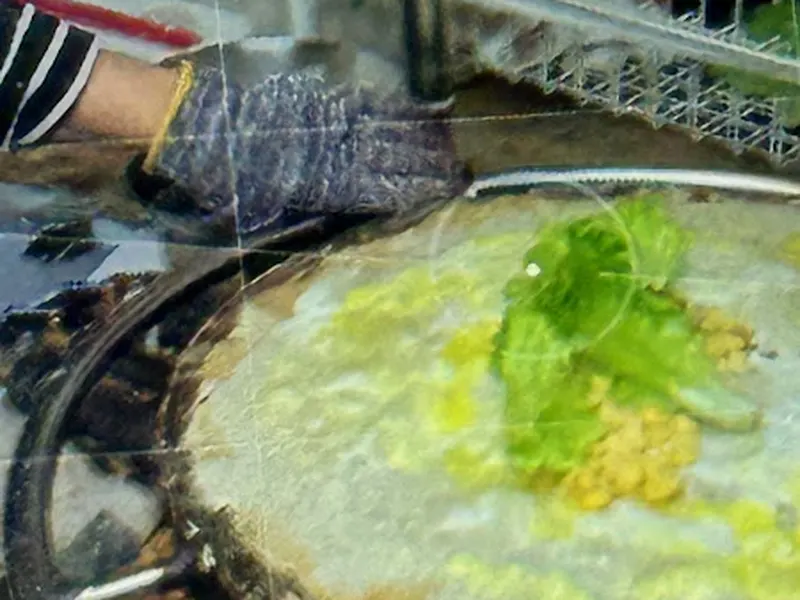 煎餅果子-天津風味美食 照片 7
